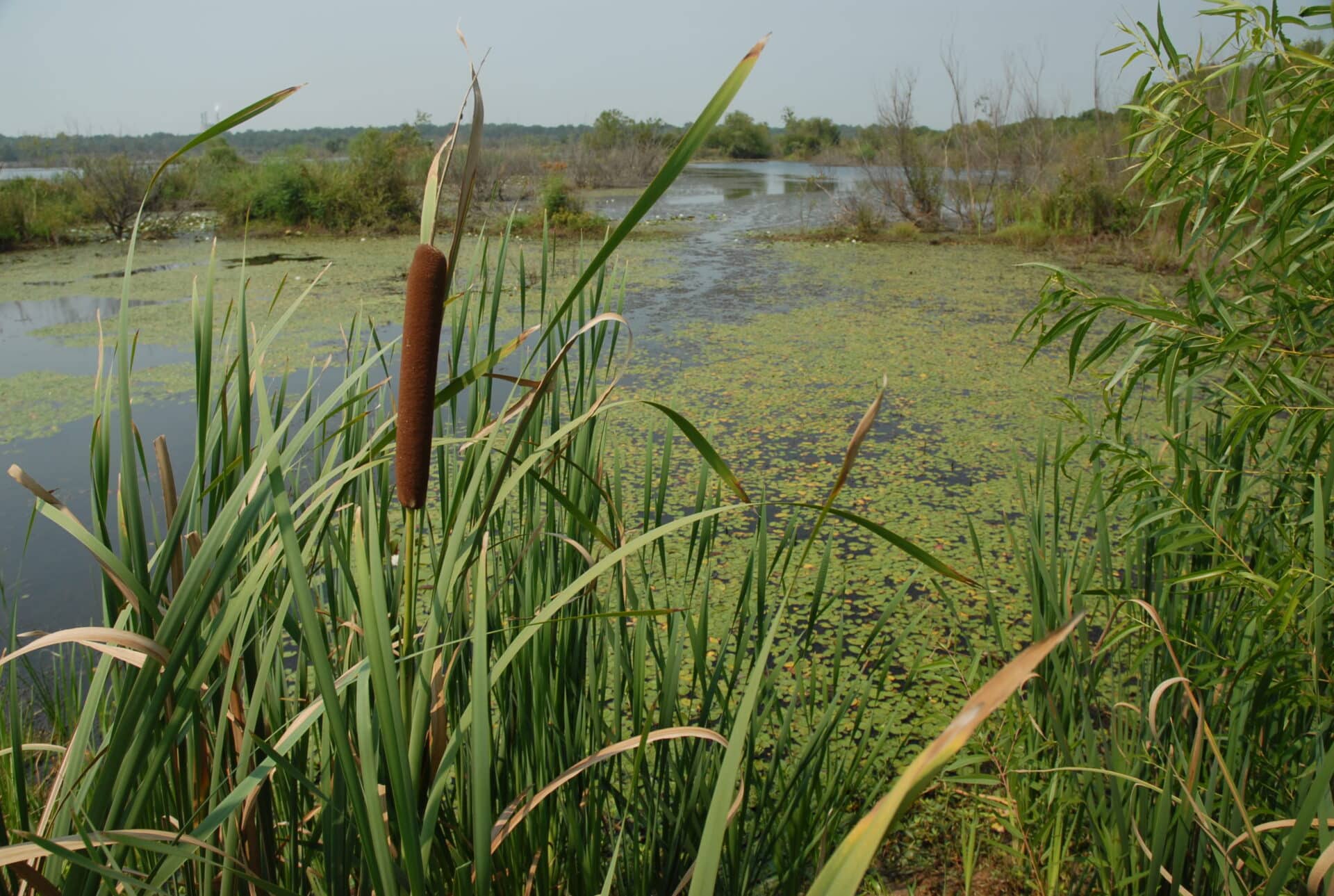 A serene wetland scene with tall cattails in the foreground, overlooking a pond covered in green algae and lily pads. The background features bushes and trees under a clear sky.