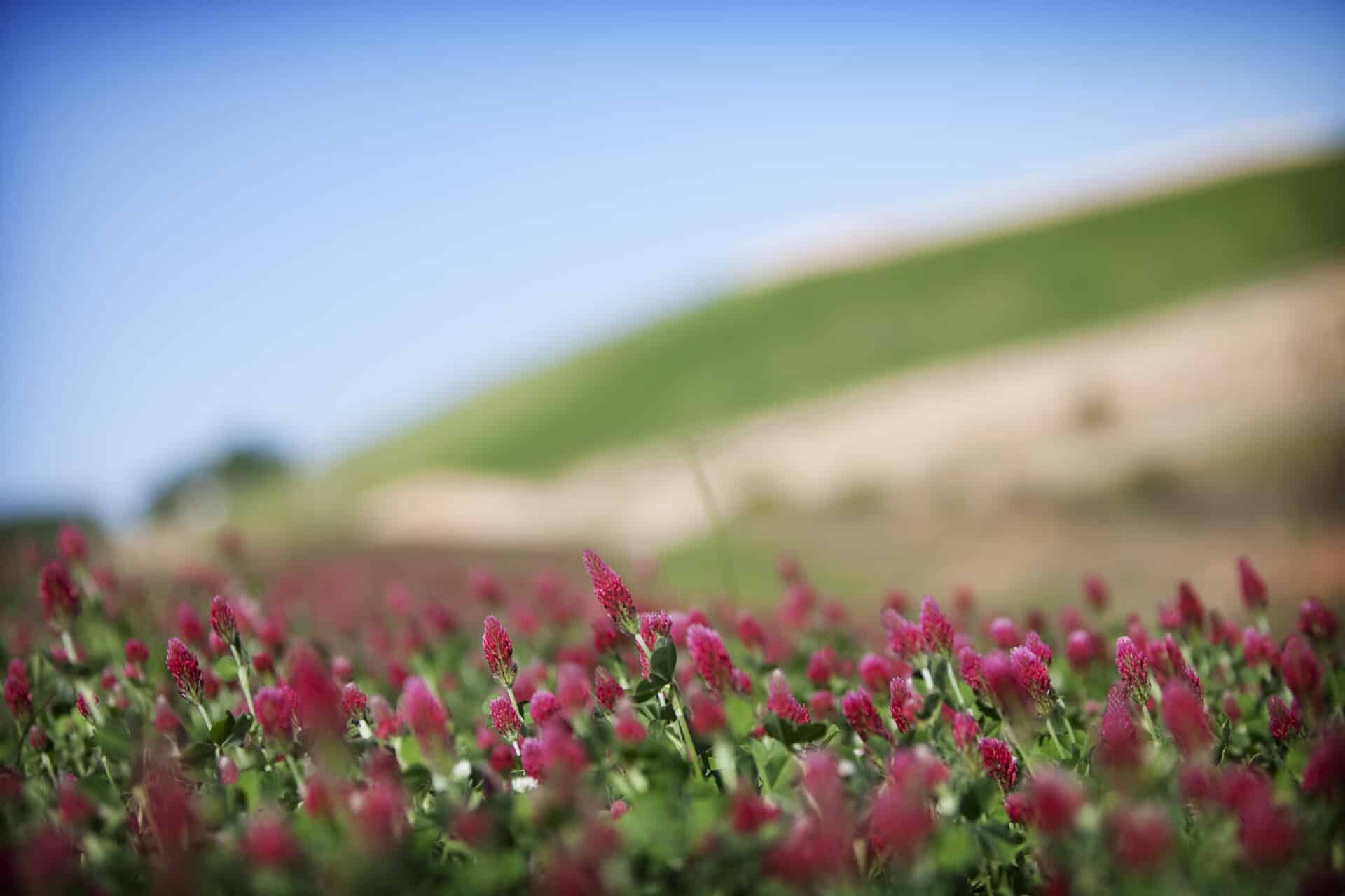 A field of vibrant pink clover flowers under a clear blue sky, with gently rolling blurred hills in the background.