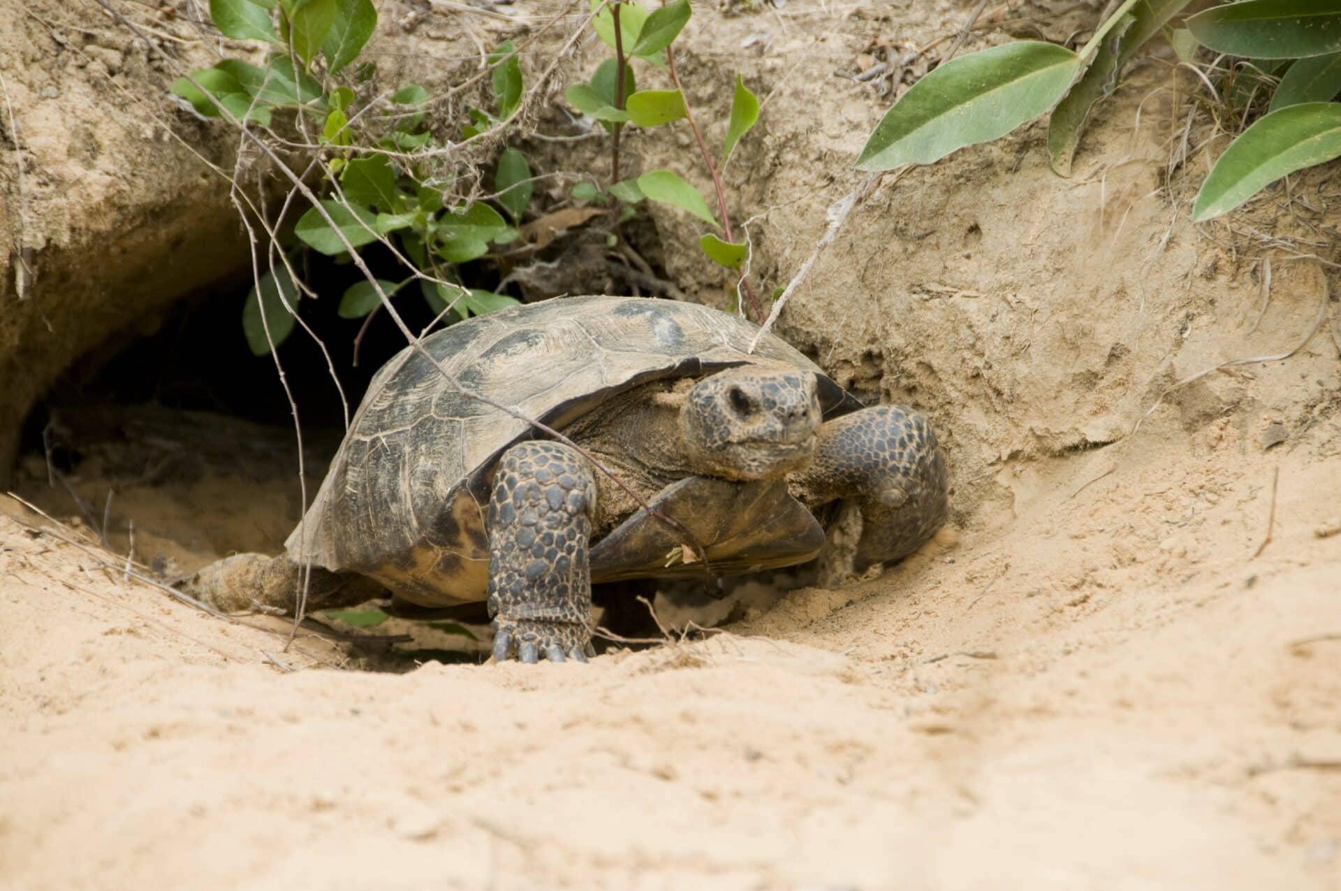 A gopher tortoise emerges from its burrow, surrounded by sandy soil and green leaves. The tortoise is positioned at the entrance of its underground home, with its shell and legs visible.